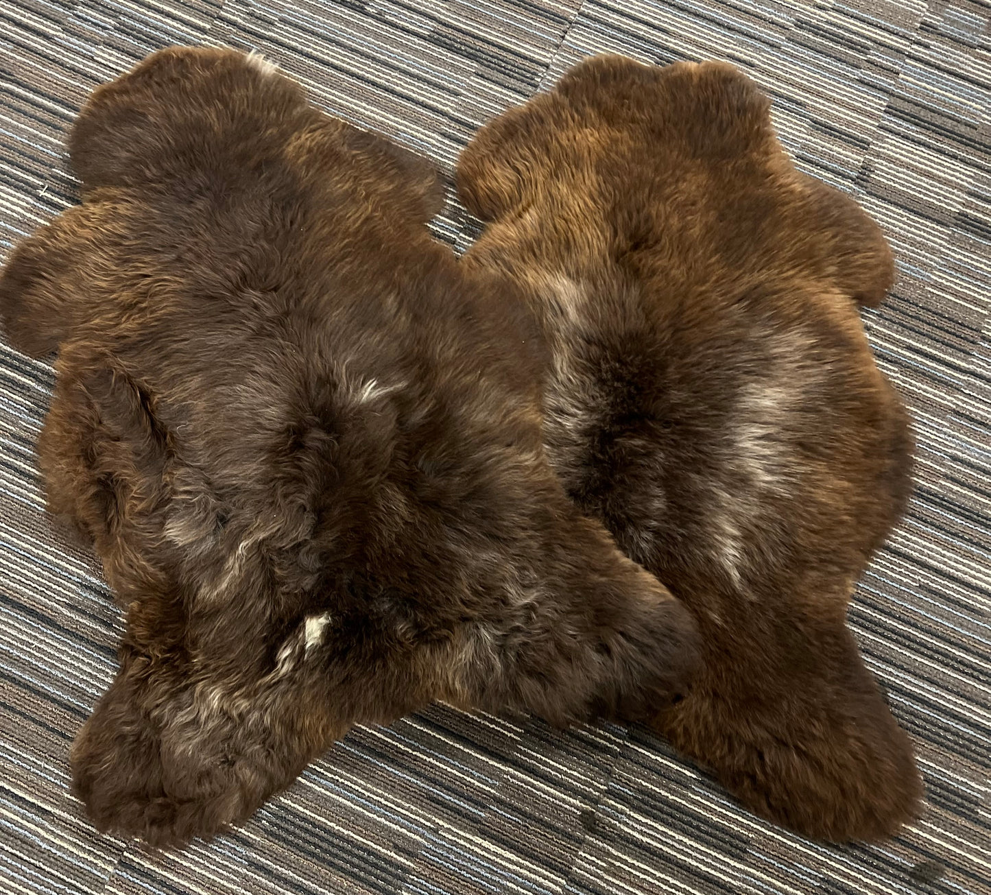 Schapenvachten Met Grijze Tinten