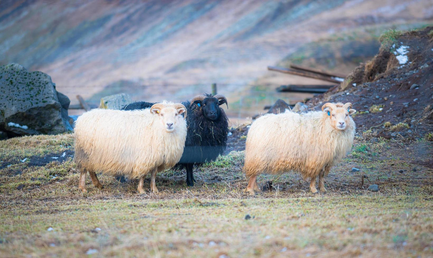 Sheepskin Iceland